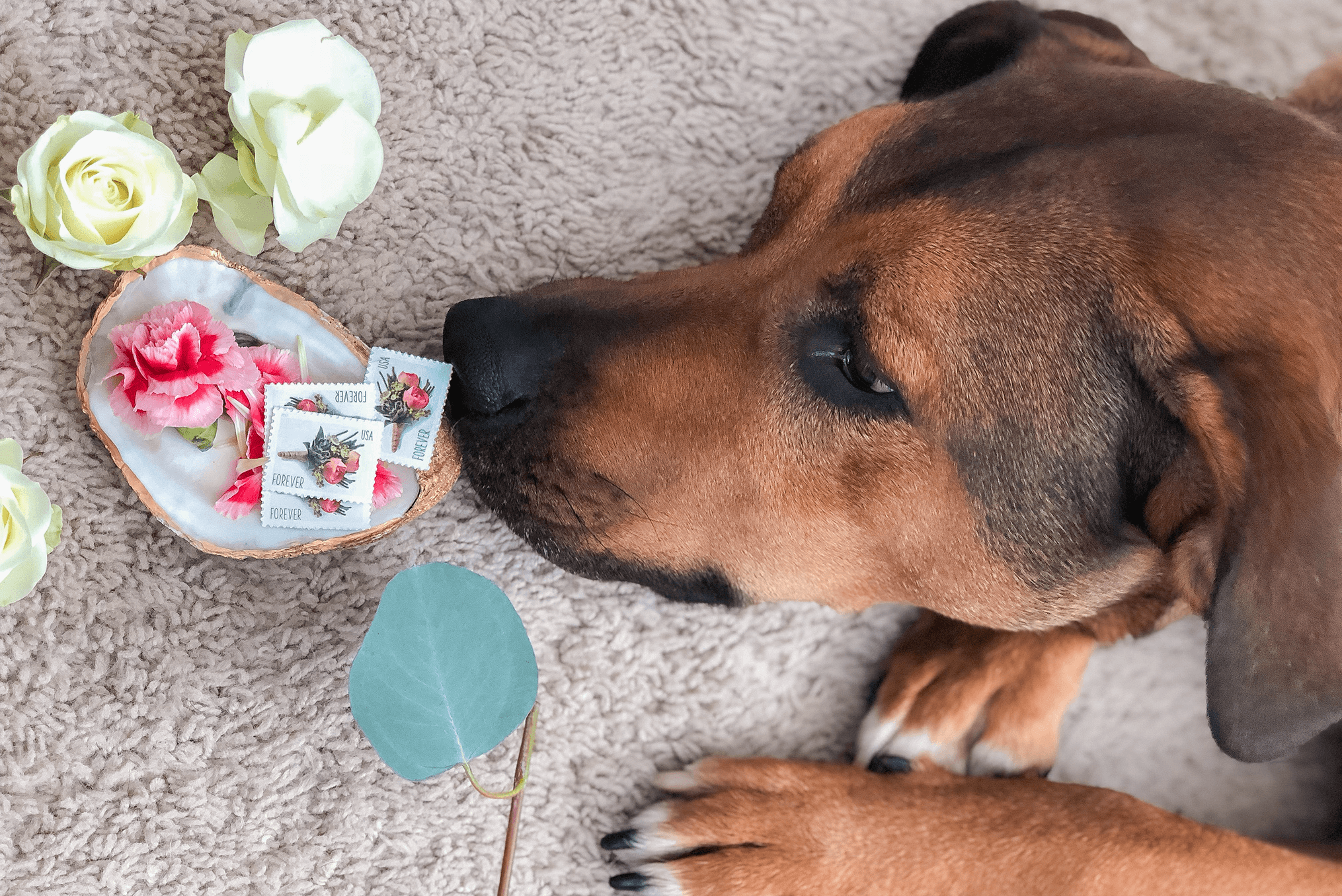 Dog and Stamps